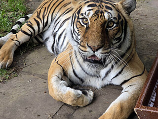 Tigerin Indira(c)Maik Märtin