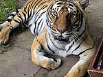 Tigerin Indira(c)Maik Märtin