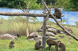 Grüne Paviane aus Gotha im Tierpark Delitzsch (c)Brita Preisner