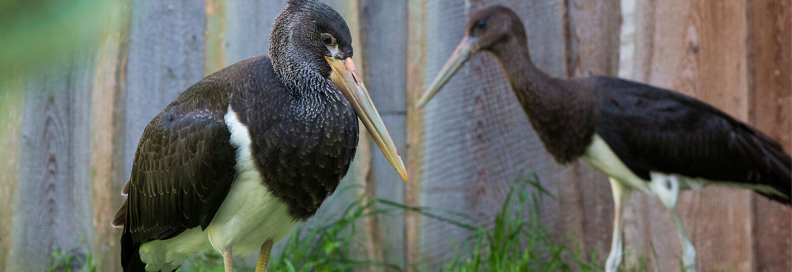 Tierpark Gotha Schwarzstörche ©T. Seyfarth