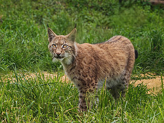 PM 30-2026 Großer Auftritt für kleine Wildkatzen_2 ©M.Falkenstein