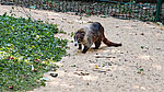 PM 55-2025 Weiß-Rüssel-Nasenbär Ginger (c)Stadtverwaltung Gotha