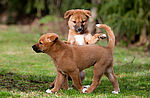 PM 29-2020 Dingo-Welpen (6 Wochen alt) © Janin König