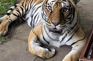 Tierisch was los - Tigerin Indira_© Stadtverwaltung Gotha