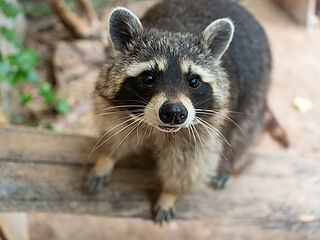 Waschbär © KTS Miriam Reichart
