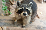 Waschbär © KTS Miriam Reichart