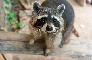Waschbär © KTS Miriam Reichart