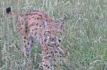 Luchs © KTS C. Mattes