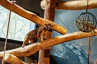 PM 09-2026 Wickelbären erstmals im Tierpark Gotha ©Stadtverwaltung Gotha