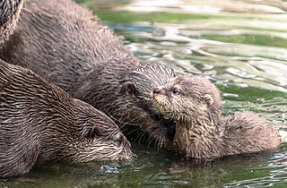 Tierpark Gotha © Frederik Linti_KTS