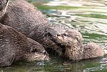 Tierpark Gotha © Frederik Linti_KTS