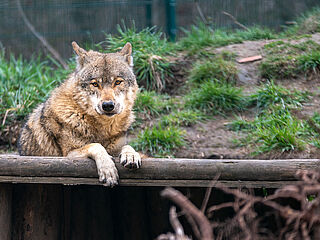Wolf ©Sebastian Köhler