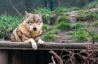 Wolf ©Sebastian Köhler