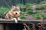 Wolf ©Sebastian Köhler
