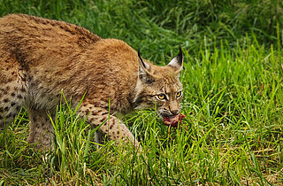 PM 30-2026 Großer Auftritt für kleine Wildkatzen_Fütterung_©M.Falkenstein