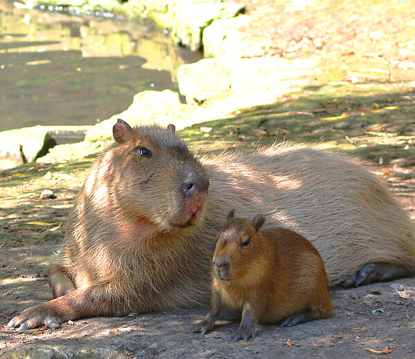 Nachwuchs Wasserschweine Nachwuchs Wasserschweine