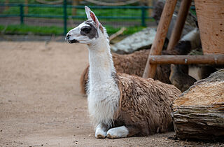 Lama ©Sebastian Köhler