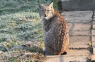 PM 13-2026 Tierpark Gotha begrüßt zwei junge Luchse_2 ©Tierpark Gotha