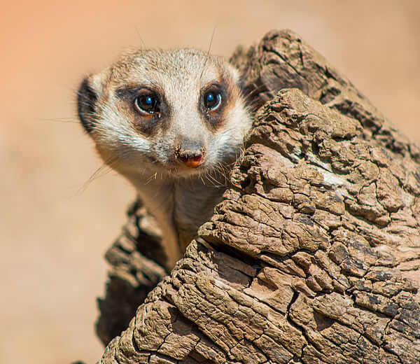 Tierpark Gotha Tierpark Gotha