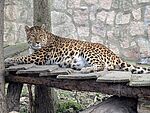 PM 21-2025 Leopard Pavel (c)Tierpark Gotha