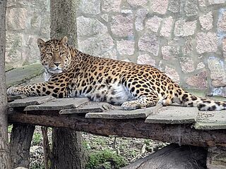 PM 21-2025 Leopard Pavel (c)Tierpark Gotha