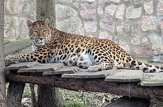 PM 21-2025 Leopard Pavel (c)Tierpark Gotha