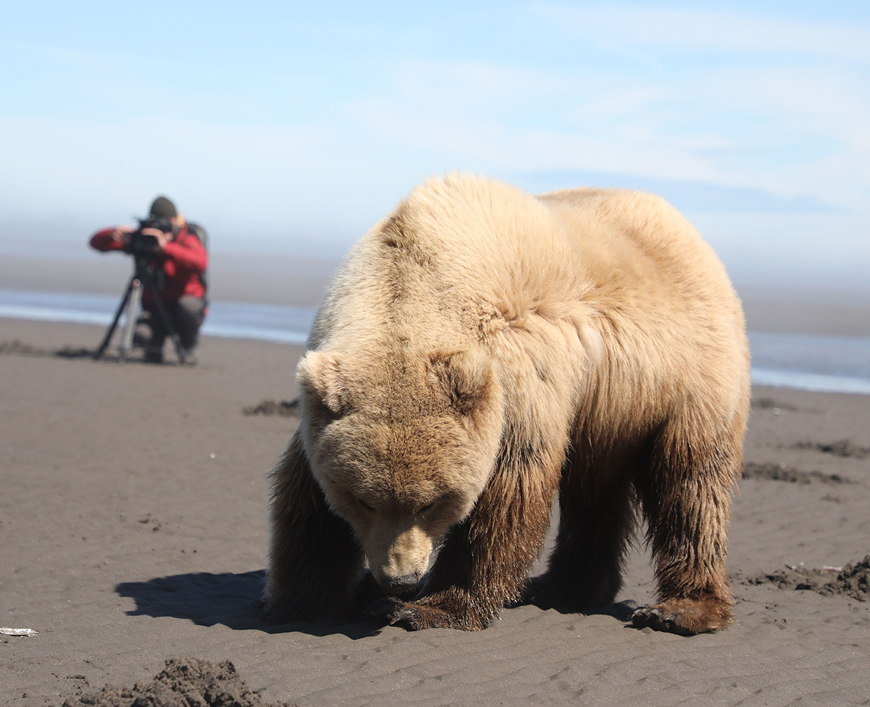 Auf Muschelsuche bei Ebbe, Lake Clark Nationalpark, Alaska 2018 © Lea Goldberg